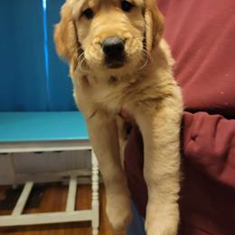 Golden Retriever Puppies from Wild Roost Goldens