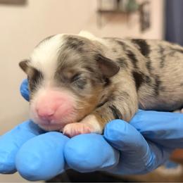 Girl 3 - Blue merle female Miniature American Shepherd puppy in Pueblo West, Colorado from Bear River Ranch LLC