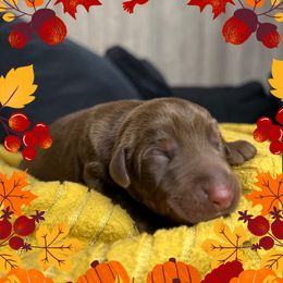 Boy 6 - Red and rust male Doberman Pinscher puppy in Neshkoro, Wisconsin from Sky’s Dobermans
