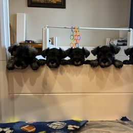 Miniature Schnauzer Puppies from Lindow Schnauzers