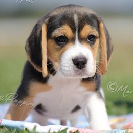AKC 'Rex' - Black tan and white male Beagle puppy in Lamar, Missouri from Marti Acres ~ Boston Terrier & Beagles