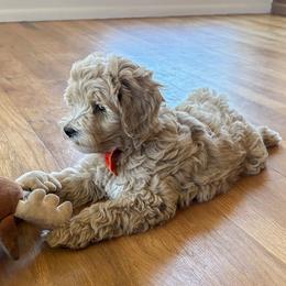 Suncrest - Apricot male Goldendoodle puppy in Roy, Utah from Doodles are Amazing