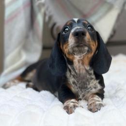 Todd - Piebald male Dachshund puppy in Decatur, Mississippi from KP Dachshunds