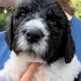 Briar - Parti male Goldendoodle puppy in Wake Forest, North Carolina from Wake Forest Darling Doodles
