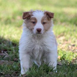 Gold male 1 - Gold male Border Collie puppy in Tylertown, Mississippi from Cool Meadow Farms