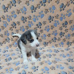 Blue Boy - Blue tan and white male Beagle puppy in New River, Arizona from Desert Mountain Dobermans