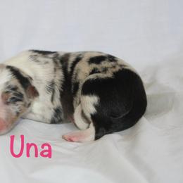Una - Blue merle female Border Collie puppy in Cedartown, Georgia from Ferguson Border Collies