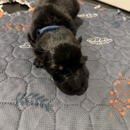 Boy 1 - Sable male German Shepherd puppy in New York from Spitze German Shepherds