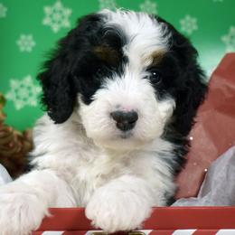 Cheerio - Tri-color male Bernedoodle puppy in Ogden, Utah from Salty Point Doodles