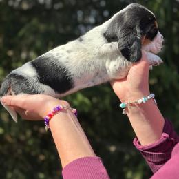 Female 3 - Black white and tan female Basset Hound puppy in Lindley, New York from Hill Top Basset Hounds & Cane Corso
