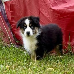 Harry - Black tri male Miniature Australian Shepherd puppy in Patterson, North Carolina from DreamLine Aussies