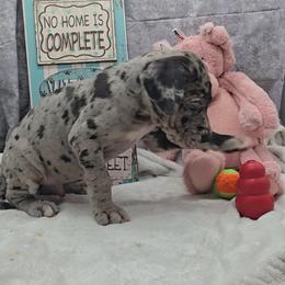 Mayor - Merle male Great Dane puppy in Caldwell, Idaho from Miner's Dynamic Danes