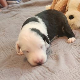 Girl 3 pink - Gray and white Old English Sheepdog puppy in Anaconda, Montana from Mt. Haggin OES