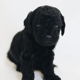 Jackie Chan - Black male Cavapoo puppy in Pleasant Grove, Utah from Canterbury Canines