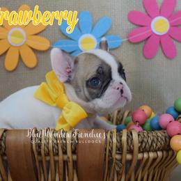 Strawberry - Fawn and white female French Bulldog puppy in Loxahatchee, Florida from Blue Wonder Frenchies