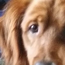 Golden Retrievers and Miniature Australian Shepherds from J&K Mini Aussies and Golden Retrievers