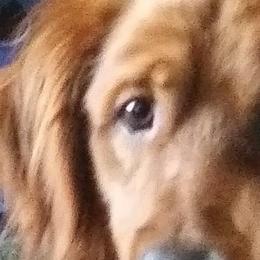 Golden Retrievers and Miniature Australian Shepherds from J&K Mini Aussies and Golden Retrievers