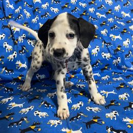 Ruby(LUA)- Red - White and black female Dalmatian puppy in Claremore, Oklahoma from Lotsofdots Dalmatians