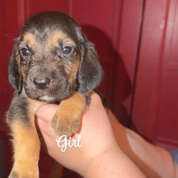 Frannie - Black and tan female Bloodhound puppy in Conway, Missouri from Ozark Mountain Kennel