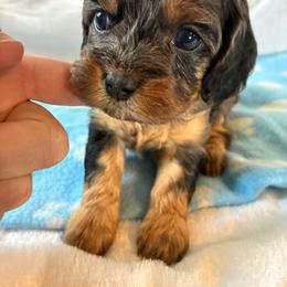 Pancake - Merle female Cavapoo puppy in Adrian, Oregon from ApplebyFarm