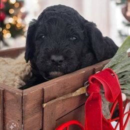 Goldendoodle Puppies from Southern Olive Doodles 🫒