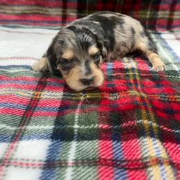 Bear - Dapple male Dachshund puppy in Mansfield, Missouri from Owens Farm