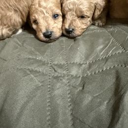 Daisy - Apricot female Poodle puppy in Auburn, Georgia from Southern Poodles