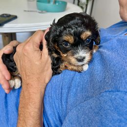 Cavapoo Puppies from The Cavapoo Club
