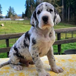 Mr. Perfect - Mantle merle male Great Dane puppy in Castle Rock, Washington from Uber Alles Great Danes