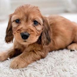 Bella - Red female Dachshund puppy in Richmond, Virginia from Irresistible Dachshunds & Cavaliers