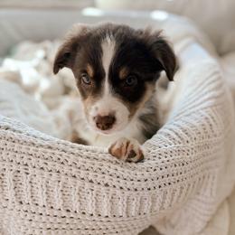 Olive - Red tri-color female Australian Shepherd puppy in Midvale, Idaho from Canyon River Aussies
