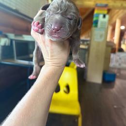 Teal collar - Chocolate male Great Dane puppy in Corsica, Pennsylvania from Ferguson Family Danes LLC