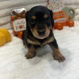 Chestnut - Black and tan male Dachshund puppy in Mansfield, Missouri from Owens Farm