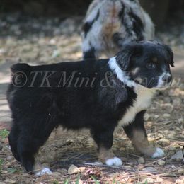 Australian Shepherd, Miniature Australian Shepherd, and Toy Australian Shepherd Puppies from TK Standard, Mini, & Toy Aussies
