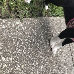 Boxer Puppies from Mount Juliet Boxers of Nabors