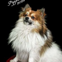 Pippin - Pomeranian