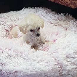 Poodle Puppies from Custom Poodles
