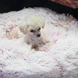 Poodle Puppies from Custom Poodles