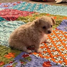 Female gold price: 6,400 - Gold female Chihuahua puppy in Summerfield, Florida from Uey’s Chihuahuas