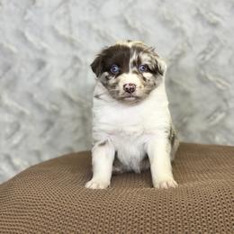 Sweet Potato - Red merle female Australian Shepherd puppy in Argyle, Iowa from Country Time Kennels