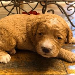 Beau - Red  male Goldendoodle puppy in Bradenton, Florida from Christianna’s Mini Goldendoodles