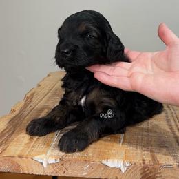 Satin - Black phantom female Assorted Doodle Crosses puppy in Lake Charles, Louisiana from Brandi’s Southern Doodles & Poodles, LLC