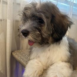 Cooper - Chocolate brindle male Havanese puppy in Clearwater, Florida from Havanese Loves