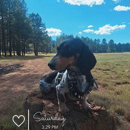 Dachshunds from Codie Nash