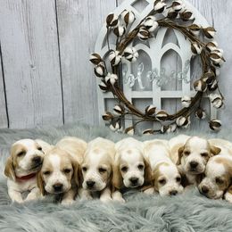 Basset Hound Puppies from Blessed Bassets