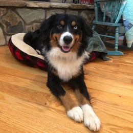 Australian Shepherd Puppies from Moss' Cross Creek Aussie’s