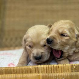 Girl 3 - Golden female Golden Retriever puppy in Tonasket, Washington from Denzil’s Goldens