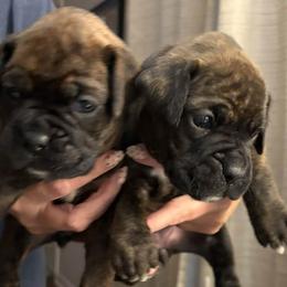 Boxers from Lynchburg Boxers