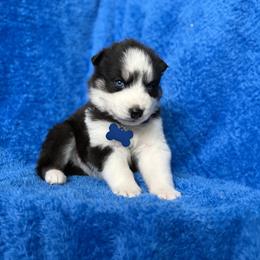 Auron - Black and white male Siberian Husky puppy in Sherwood, Oregon from Whiskey River Siberians