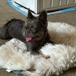 Stormy - Blue female French Bulldog puppy in Hemet, California from Bowman Pups